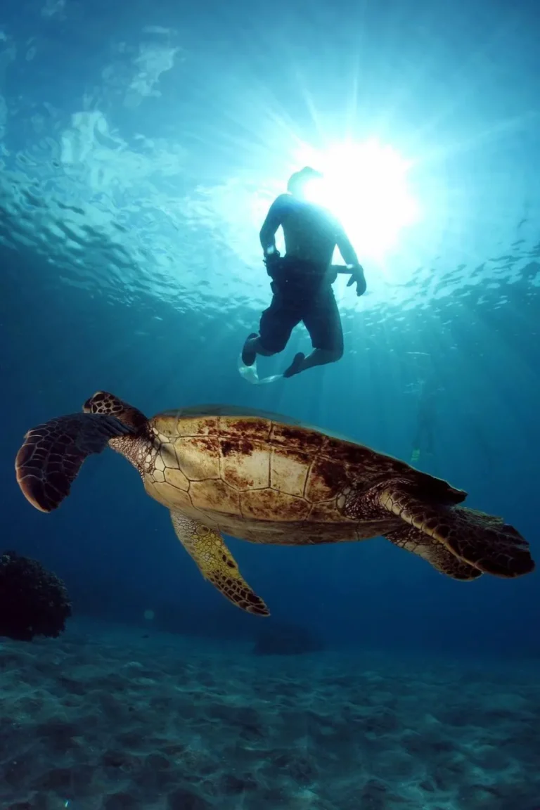 Underwater Snorkeling tour