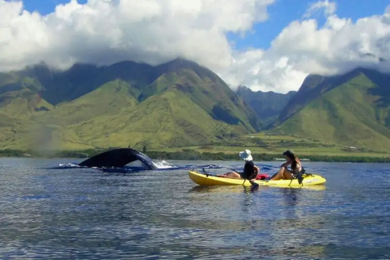 Kayak Tour in affordable prices