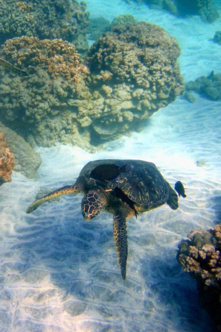 Underwater Turtle Seeing Tour