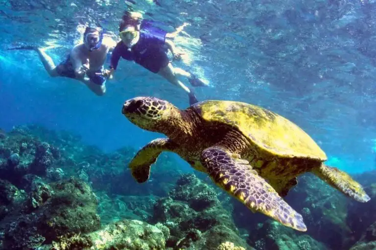 Underwater Turtle Seeing Snorkeling