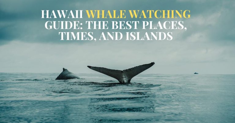 Hawaii Whale Watching Guide