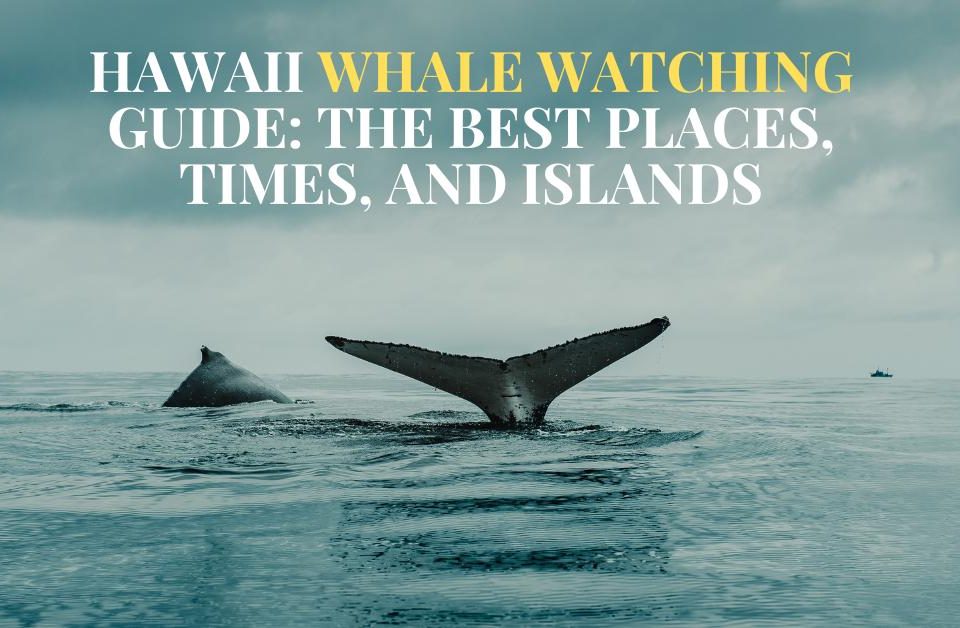 Hawaii Whale Watching Guide