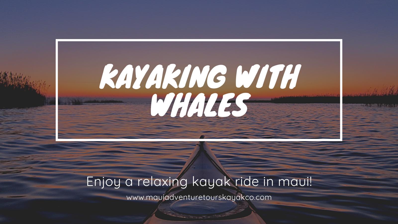 Kayaking with Whales: Everything You Need to Know